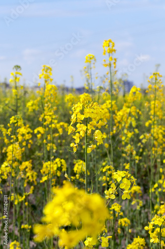 blooming yellow rape detail