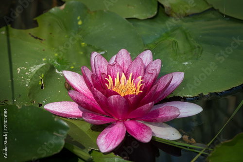 Flowering pink water lily on a sunny day in summer