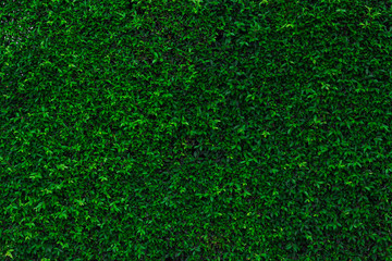 Backdrop of green leaves natural wall.