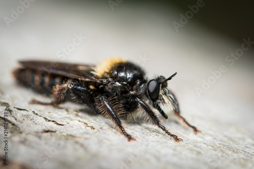 A big robber fly sitting on a beech trunk