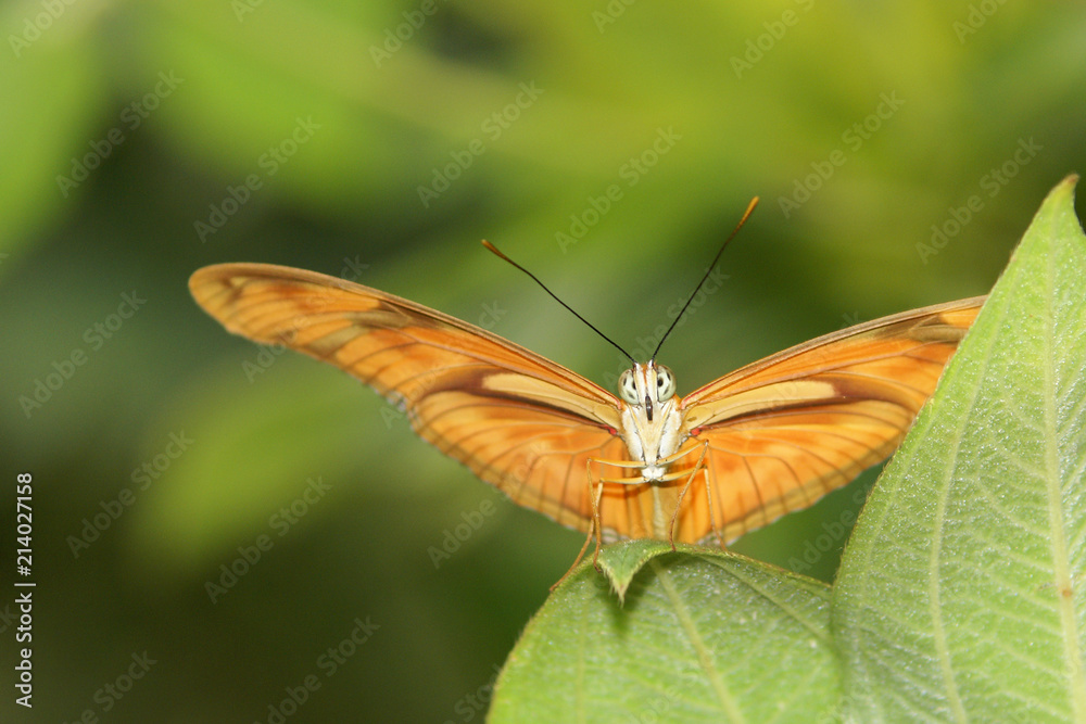 Obraz premium Dryas Julia