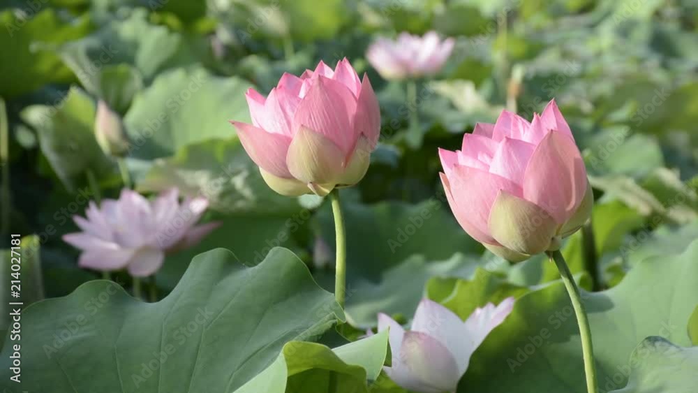 ハスの花
ハスの花
