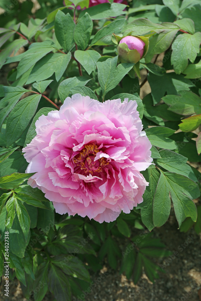 Obraz premium 満開の牡丹の花
