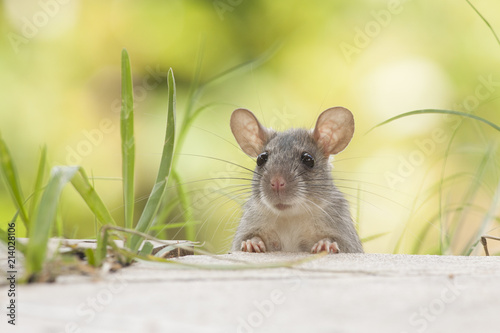 Fototapeta Rat eaten   back yard feeder