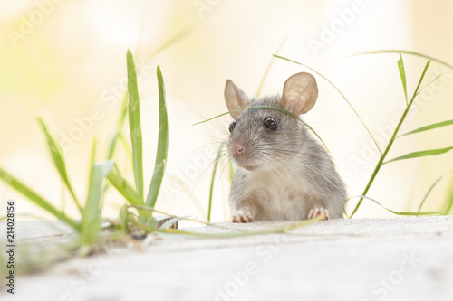 Rat eaten   back yard feeder