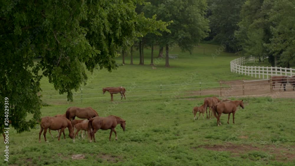 Drone rise and pan of horses and colts in a field near a barn at Crooked Creek Drone rise and pan of horses and colts in a field near a barn at Crooked Creek