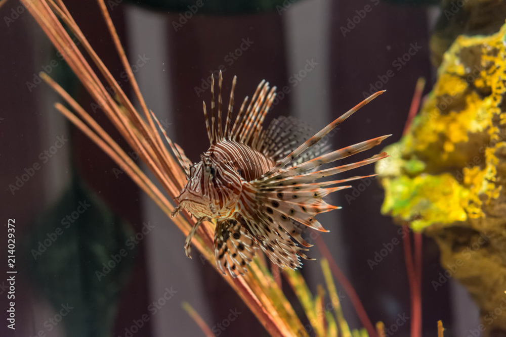 アクアリウム 魚 カサゴ Pterois Volitans 花 Stock Photo Adobe Stock