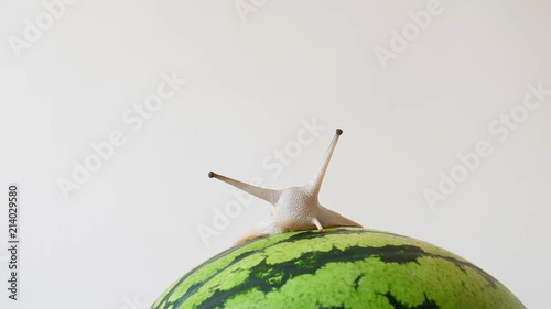 Close up of giant African snail, the archachatina marginata ovum, slowly crawling on the top of green watermelon and retracting it's lower tentacles, against plain grey gray background photo