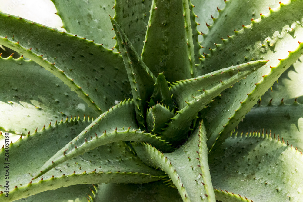 Aloe Vera Aloe Vera