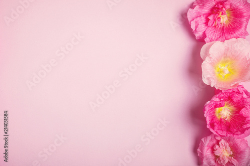 Summer mallow flowers pink background. Minimalism beauty holiday © colnihko