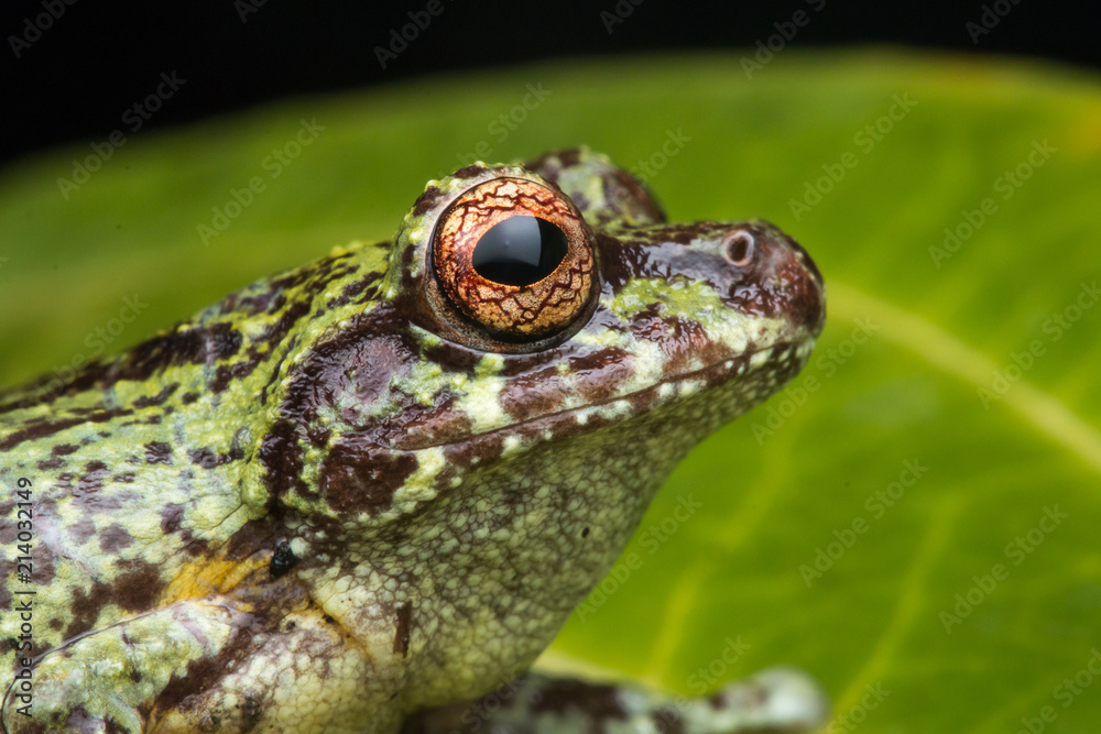Obraz premium Macro image of detail frog in deep jungle at Borneo Island