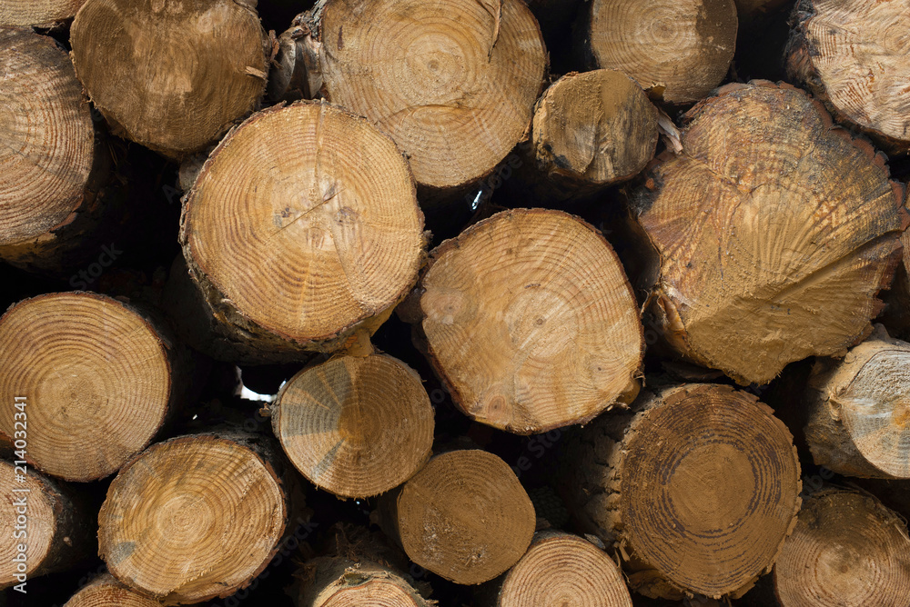 Wood log texture of wooden tree trunks Wood log texture of wooden tree trunks