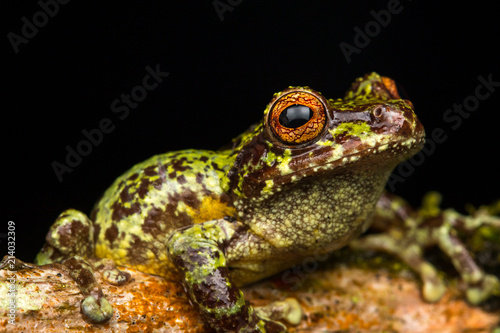 Macro image of detail frog in deep jungle at Borneo Island © alenthien