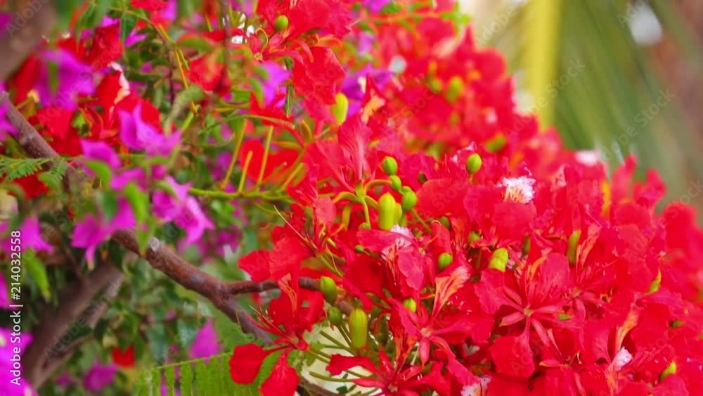 Royal poinciana, delonix regia from the fabaceae family also none as the flame tree, with its vibrant red flowers, panoramic panning camera high definition stock footage clip. Royal poinciana, delonix regia from the fabaceae family also none as the flame tree, with its vibrant red flowers, panoramic panning camera high definition stock footage clip.