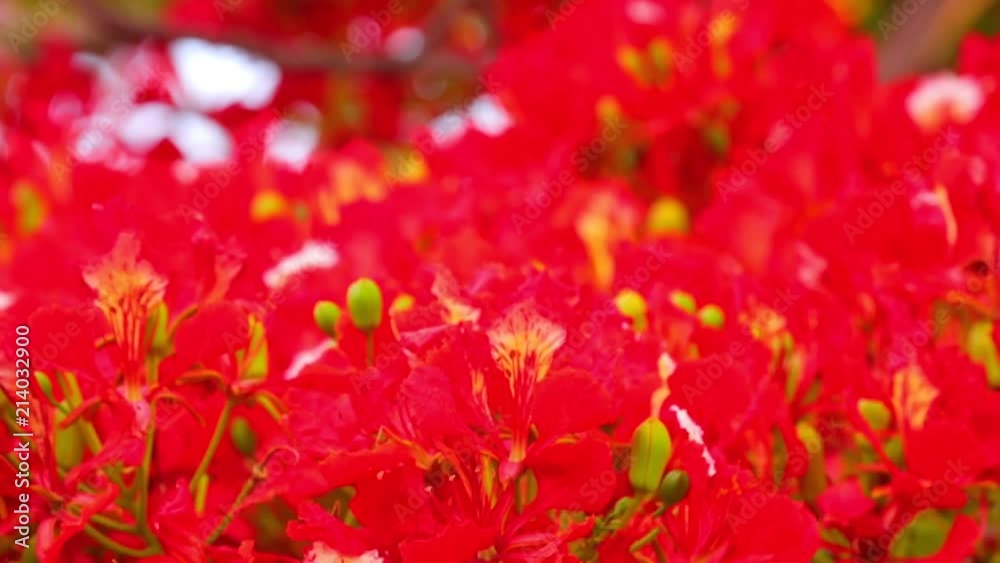 Royal poinciana, delonix regia from the fabaceae family also none as the flame tree, with its vibrant red flowers, panoramic panning camera high definition stock footage clip.