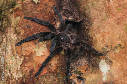 Tarantula of Borneo , Tarantula
