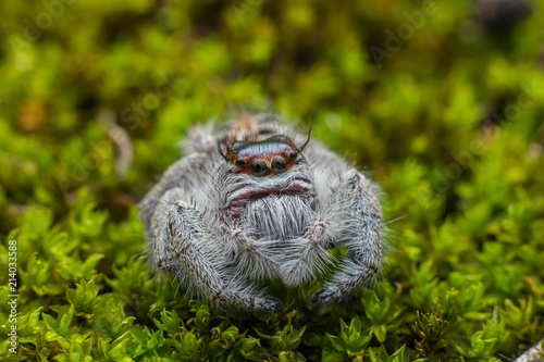 Close-up of Jumping Spider , Jumping Spider of Borneo , Jumping Spider , Beautiful Jumping Spider © alenthien