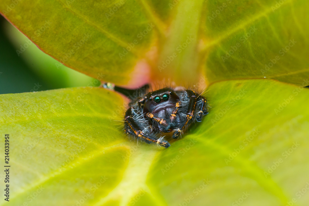 Fototapeta premium Close-up of Jumping Spider , Jumping Spider of Borneo , Jumping Spider , Beautiful Jumping Spider