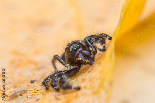 Jumping Spider on green moss with blur background , Close-up of Jumping Spider , Jumping Spider of Borneo