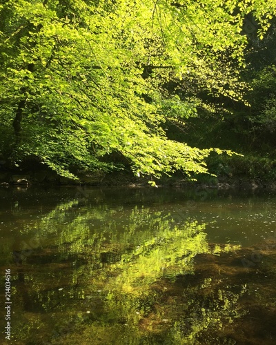 Reflection of trees in water