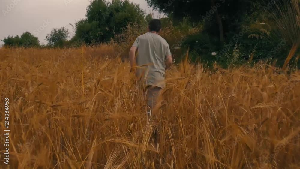 Walking through wheat plants. Recorded with a gimbal at 4k upscaled to 1080p Walking through wheat plants. Recorded with a gimbal at 4k upscaled to 1080p