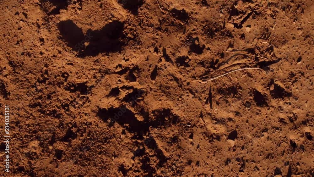 Lion Pawprints in the sand, in 4K. Lion Pawprints in the sand, in 4K.