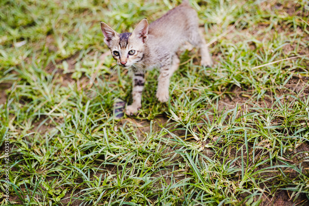 Cute Nepali Little Kitten playing on the grass
