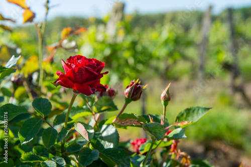 Red roses and wood post with vines in Bordeaux vineyard. New grape buds and young leafs in spring growing with roses in Saint Emilion vineyard