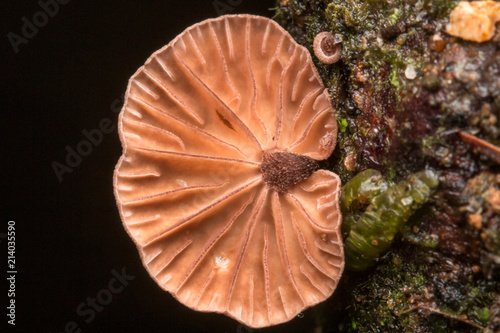 Jungle Mushroom fungus