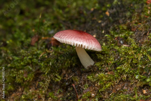 Jungle Mushroom fungus