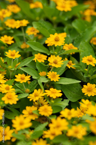 黄色いメランポジウムの花のアップ
