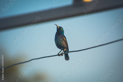 Small Bird Sitting In Wire