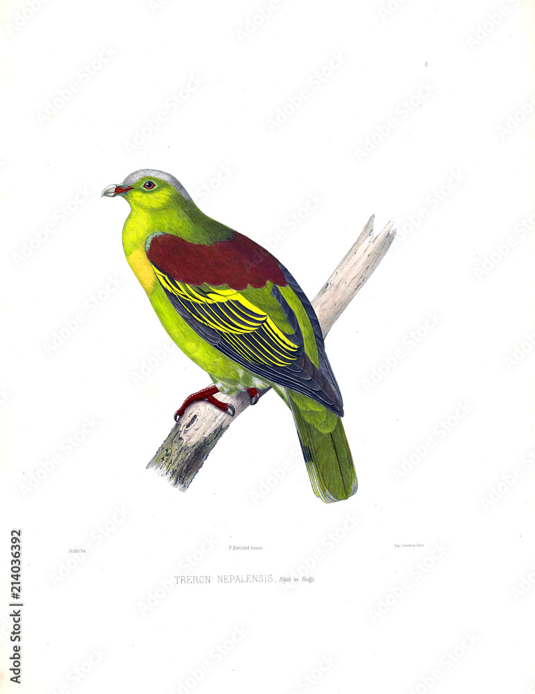 Fototapeta premium Illustration of a dove
