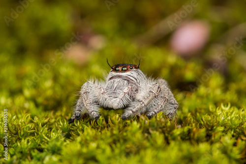 Jumping Spider on green moss with blur background , Close-up of Jumping Spider , Jumping Spider of Borneo