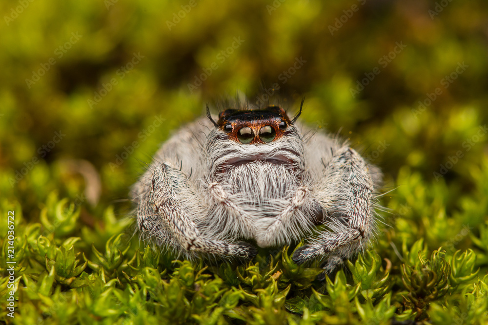 Obraz premium Jumping Spider on green moss with blur background , Close-up of Jumping Spider , Jumping Spider of Borneo