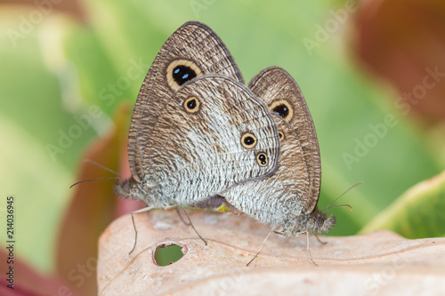 Macro image of maiting Butterfly in Borneo Island photo