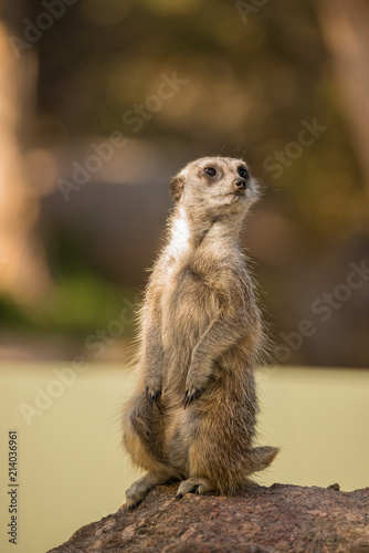 Meerkat closeup standing