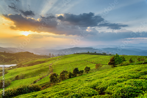 Beautiful rows of green tea bushes and amazing sunset sky