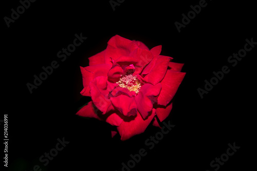Red Rose Macro 