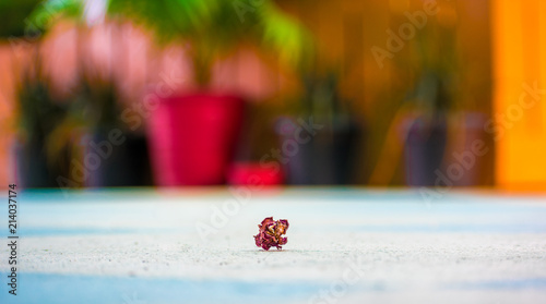 Dry Flower Macro