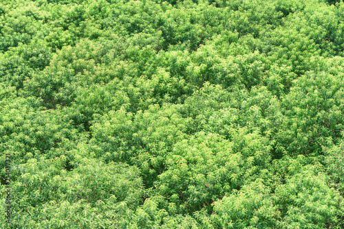 Beautiful top view of mangrove forest. Green foliage of trees