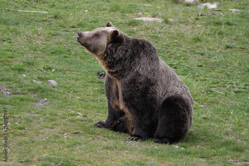 Grizzly Grizzly