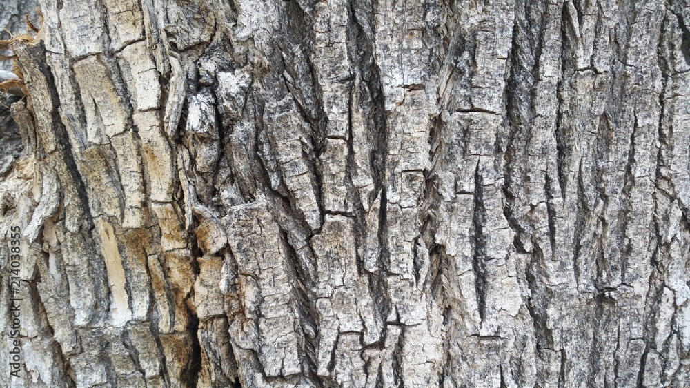 tree bark texture tree bark texture