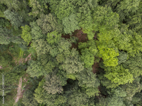 Wald von oben - Luftaufnahme