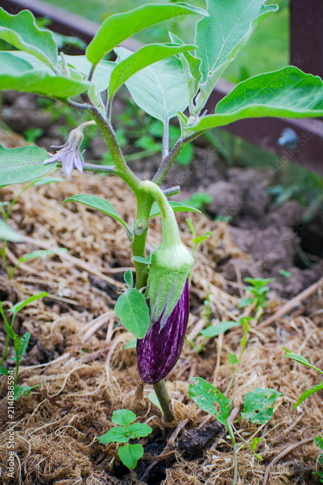 Ripe purple eggplant growing in a greenhouse. Close-up of fresh raw ripe eggplant. Ripe purple eggplant growing in a greenhouse. Close-up of fresh raw ripe eggplant.