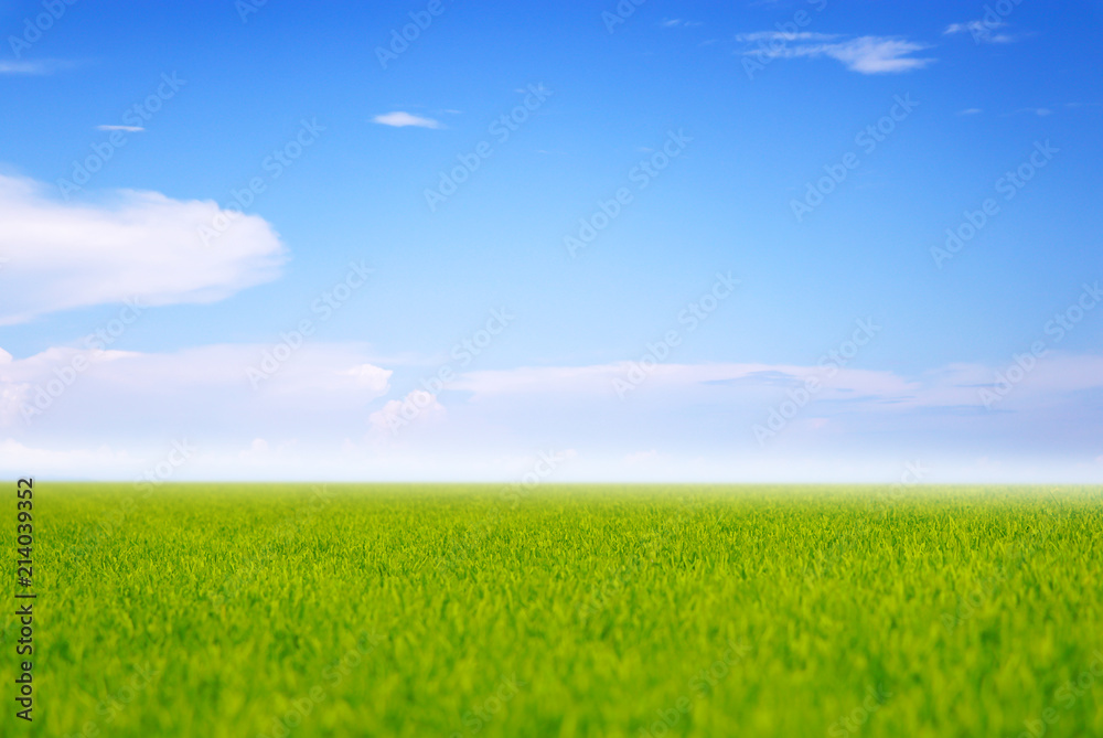 grass field