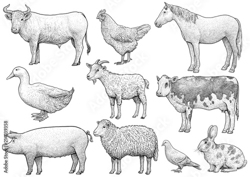 Domestic, farming, animal collection, illustration, drawing, engraving, ink, line art, vector