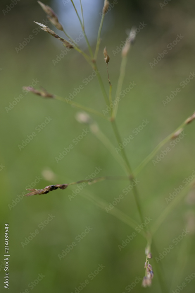 Grass seed pods Grass seed pods