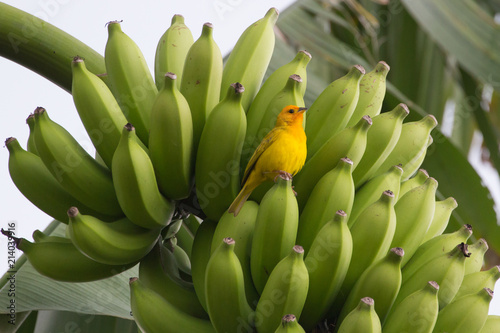 A splash of yellow among the green bananas