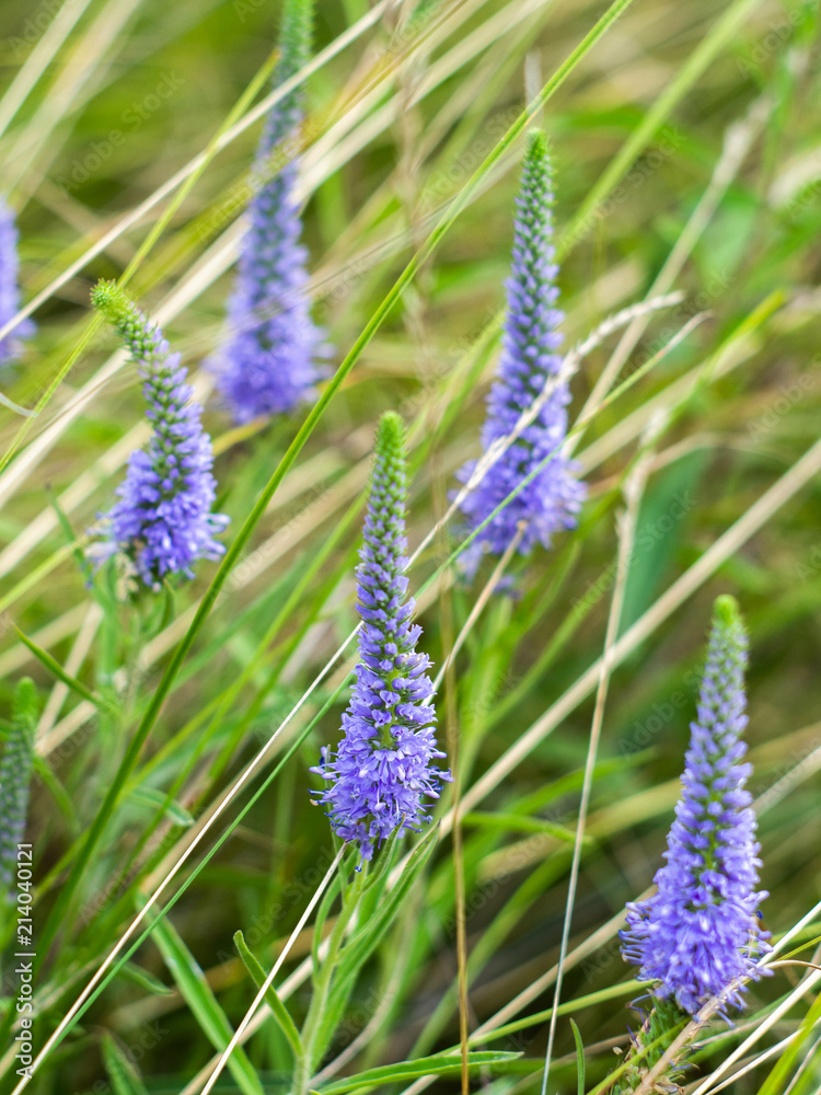Obraz premium A beautiful purple veronica flowers in a summer meadow. Speedwell blossoms in grass. Veronica spicata.